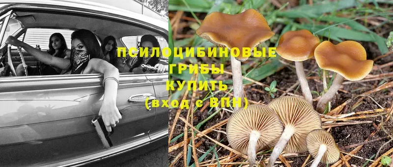 Галлюциногенные грибы Cubensis  Шумерля 